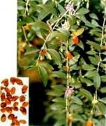 Sterculia lychnophora
